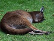 sleeping kangaroo