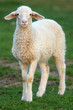 ewe