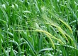 Foto: green green