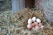 eggs