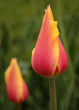 tulip buds tulip buds