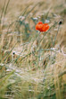 poppy poppy
