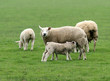 mouton 4