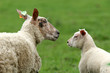 moutons 1