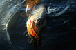 pike showing teeth