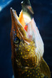 pike