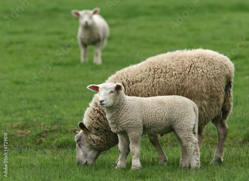 mouton 5