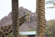 giraffe giraffe