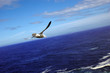 fulmar from ferry fulmar from ferry