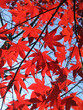 red maples