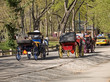 carriage ride