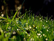 morning dew on grass