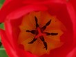 tulipe rouge