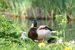 stockente