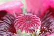 mohnblüte
