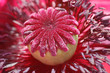 mohnblüte