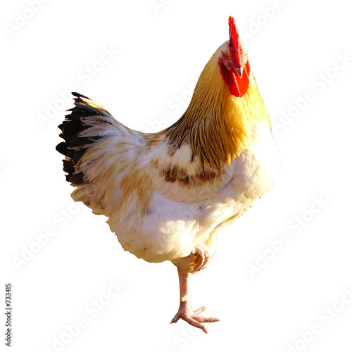 cock cock