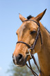 horse horse