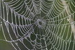 Photo: dew covered on the spider web dew covered on the spider web