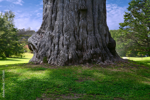 tree trunk