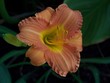 day  lilly