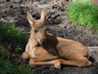 Foto: elchbaby elchbaby