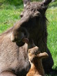 Foto: elchfamilie elchfamilie