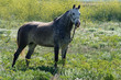caballo andaluz