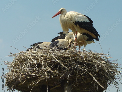 stork stork