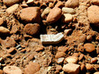 pottery shard