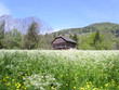 une ferme d'alpage