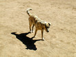 brindle dog and shadow