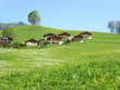 alpage et collines