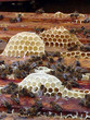 Photo en ligne au meilleur prix abeilles en plein travail
