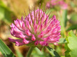 kleeblüte kleeblüte