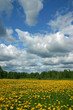 dandelion landscape