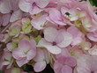 pink hydrangea, fly