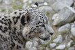 schneeleopard