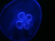 blaue qualle