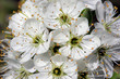 hawthorn blossom in sunlight