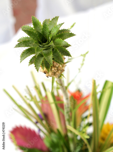 bromeliad bromeliad