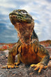 galapagos iguana