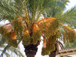 dattelpalme, tunesien dattelpalme, tunesien