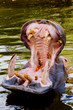 open wide