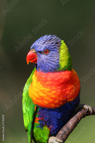 rainbow lorikeet