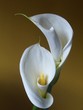 calla  lillies