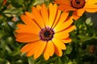 orange african daisy