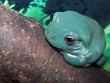 green tree frog