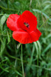 le coquelicot