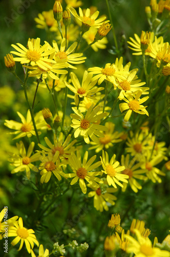 fleurs jaunes